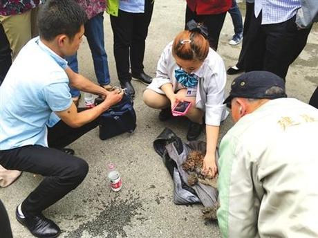 Maniobra reanimación rcp a un perro tras incendio