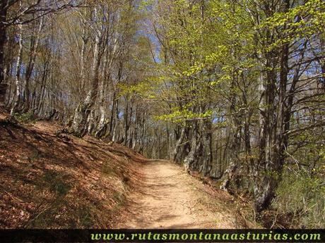Bosque en la ruta del Tabayón del Mongallu