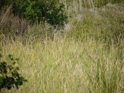 Garza imperial en Xagó