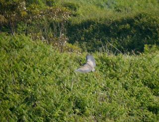 Garza imperial en Xagó
