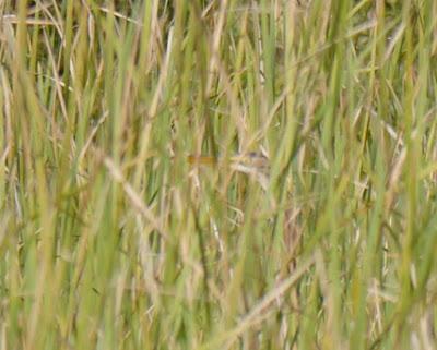 Garza imperial en Xagó