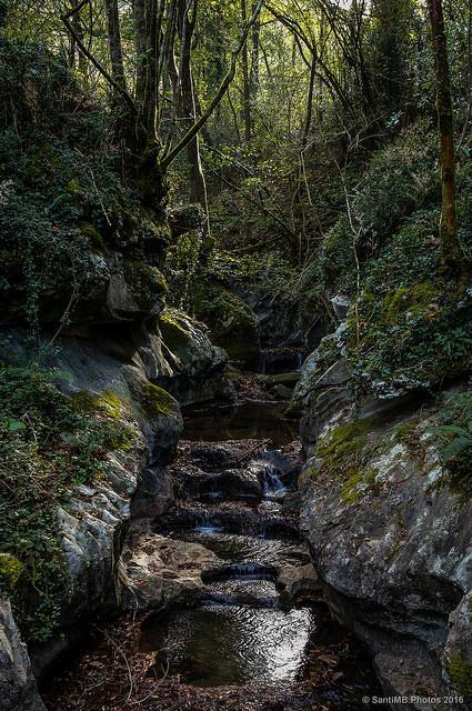 A través del bosque