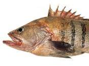 mero, características propiedades