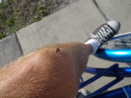 Algunos consejos que te pueden ayudar a prevenir las picaduras de insectos y accidentes al montar en bicicleta