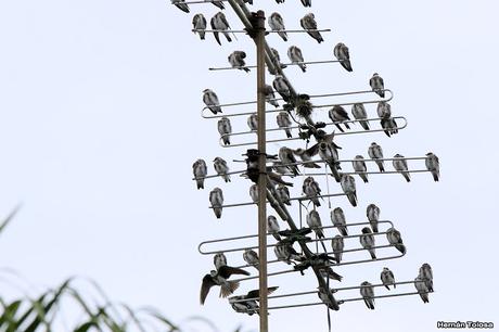 Bandada de golondrina parda