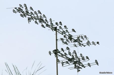 Bandada de golondrina parda