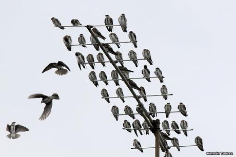 Bandada de golondrina parda