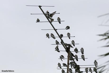 Bandada de golondrina parda