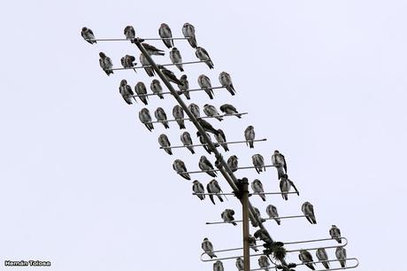 Bandada de golondrina parda