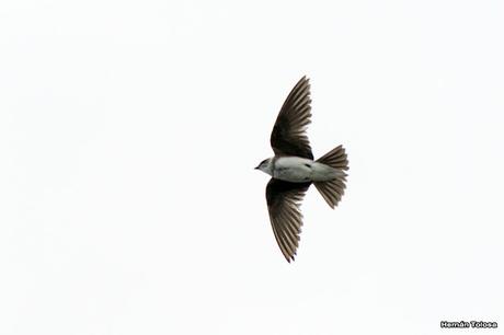 Bandada de golondrina parda