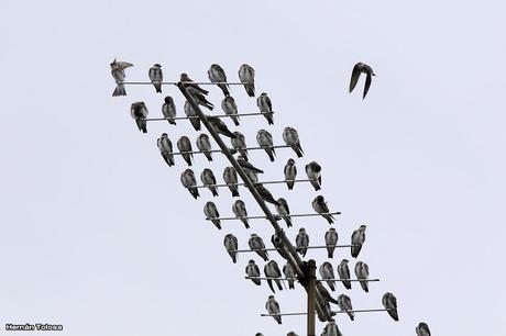 Bandada de golondrina parda