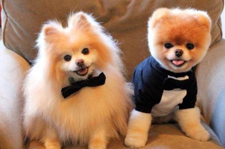 curiosidades de los perros
