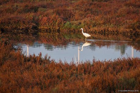 En la tranquilidad de la charca