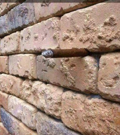 La ilusión óptica de la pared de ladrillos que está jugando con la mente de todos