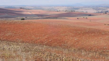 Regreso a Ninguna Parte Pobres campos de girasoles