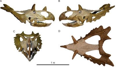 Nuevos dinosaurios ceratopsios