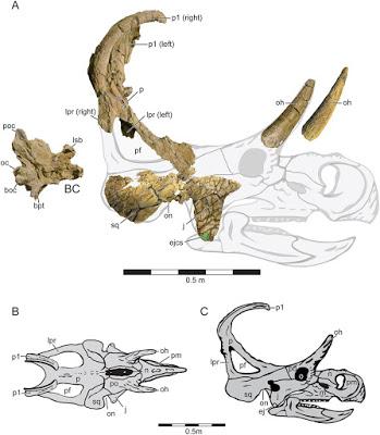 Nuevos dinosaurios ceratopsios