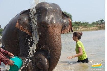 Cuidado de elefantes (Tailandia)