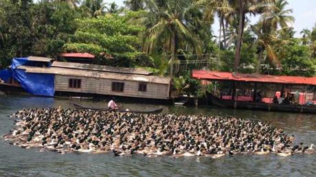 cosas que solo se ven en la India