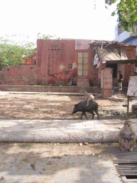 cosas que solo se ven en la India