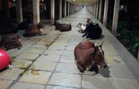 cosas que solo puedes ver en la india