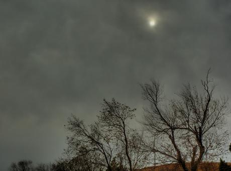 Arboreo 6 - Maggio 20