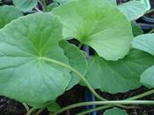 Centella Asiática