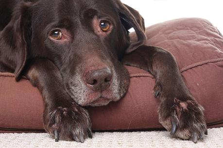 Síntomas de la epilepsia canina