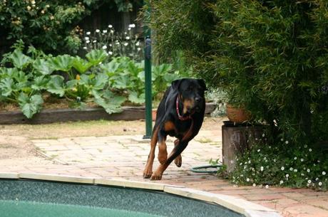 Peligros de correr por el campo: Ataques de Perros