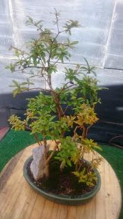 Bosque de Granados Nana : No Quiere crecer