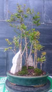 Bosque de Granados Nana : No Quiere crecer