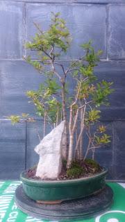 Bosque de Granados Nana : No Quiere crecer