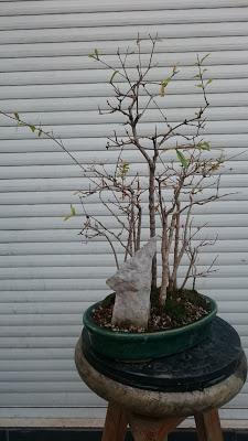 Bosque de Granados Nana : No Quiere crecer