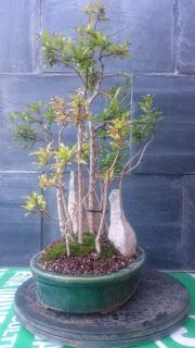 Bosque de Granados Nana : No Quiere crecer