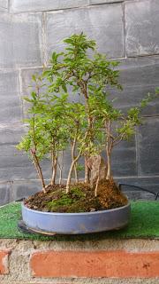 Bosque de Granados Nana : No Quiere crecer