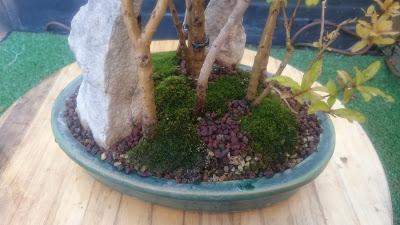 Bosque de Granados Nana : No Quiere crecer