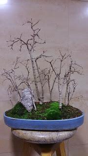 Bosque de Granados Nana : No Quiere crecer