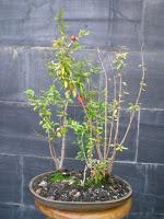 Bosque de Granados Nana : No Quiere crecer