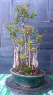 Bosque de Granados Nana : No Quiere crecer