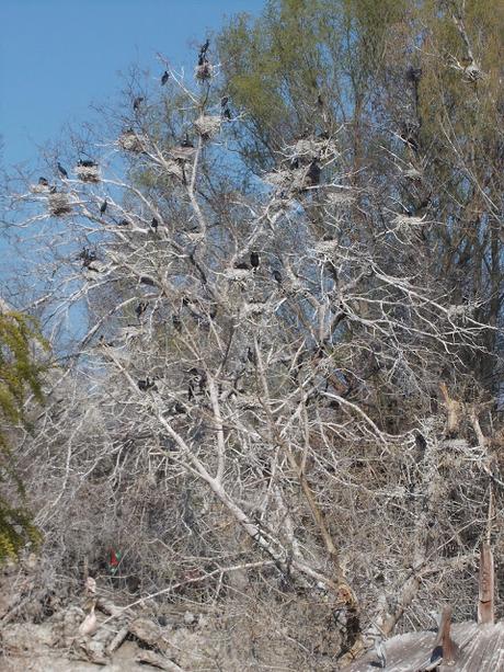 Cáscaras de huevo abandonadas.