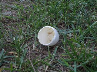 Cáscaras de huevo abandonadas.