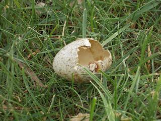 Cáscaras de huevo abandonadas.