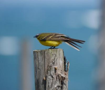 Lavanderas boyeras establecidas