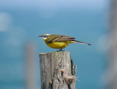 Lavanderas boyeras establecidas