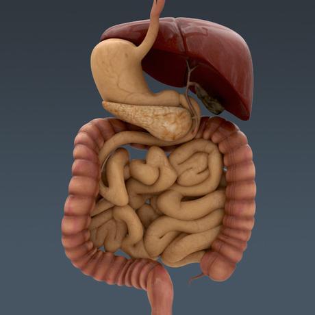 El aparato digestivo (II)