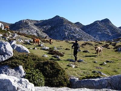 pico sobre el tambarón