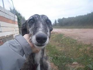 Galguito pelo duro 2 años aprox.(BADAJOZ)