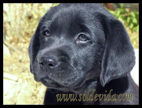 7 Consejos para la alimentación del cachorro