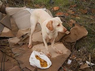 Ralf, cachorrón en peligro en un polígono industrial.