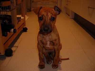 URGENTE!! CACHORRA CRUCE DE GALGA QUE NO PUEDEN ACOGERLA MÁS.